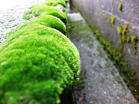 雨の日は、小さな苔の真緑