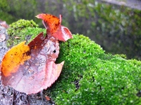 雨の日は、小さな苔の真緑