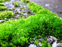 雨の日は、小さな苔の真緑