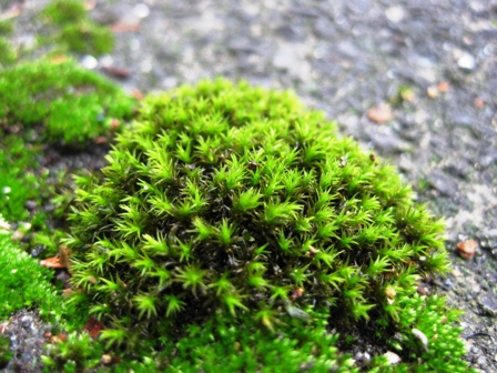 雨の日は、小さな苔の真緑