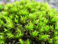 雨の日は、小さな苔の真緑