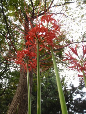 琵琶湖岸・・曼珠沙華
