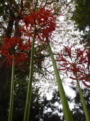 琵琶湖岸・・曼珠沙華