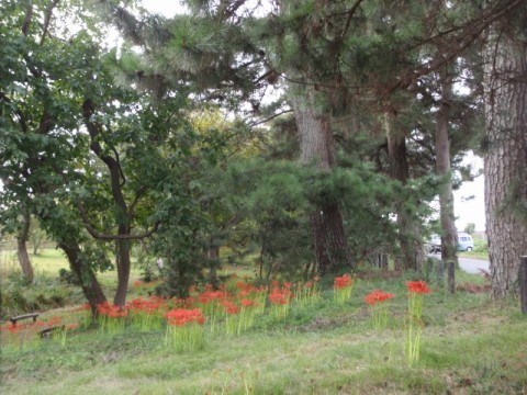 琵琶湖岸・・曼珠沙華