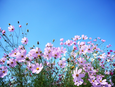 秋桜