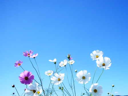 秋桜