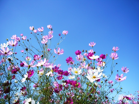 秋桜