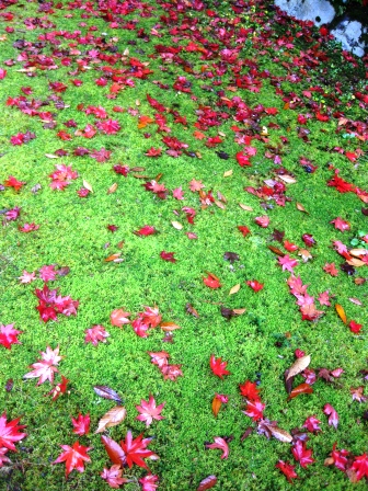 朽木、名刹、興聖寺、雨に紅葉