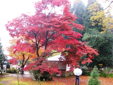 朽木、名刹、興聖寺、雨に紅葉