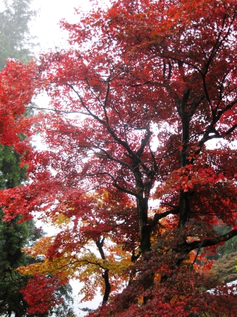朽木、名刹、興聖寺、雨に紅葉
