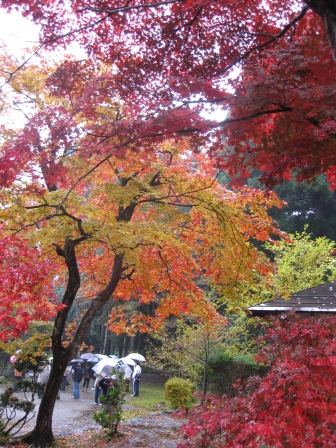 朽木、名刹、興聖寺、雨に紅葉