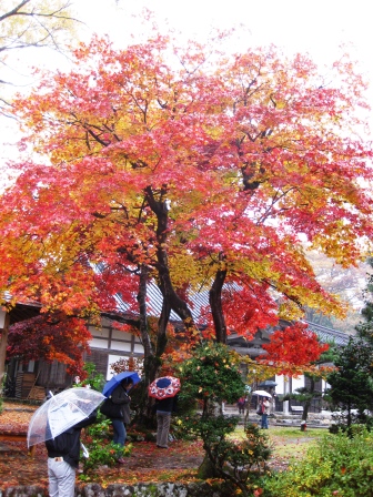 朽木、名刹、興聖寺、雨に紅葉