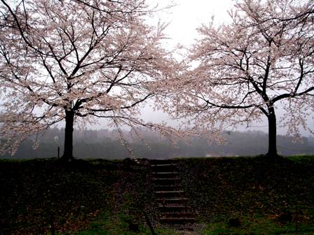 朽木の桜・海津の桜・・雨の中
