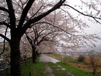 朽木の桜・海津の桜・・雨の中