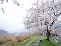 朽木の桜・海津の桜・・雨の中