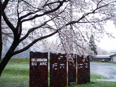 朽木の桜・海津の桜・・雨の中