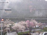 朽木の桜・海津の桜・・雨の中