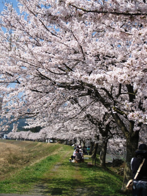 桜の下で、お弁当・・・