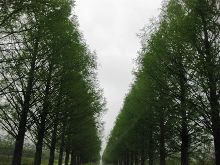 重たい雨でしたね