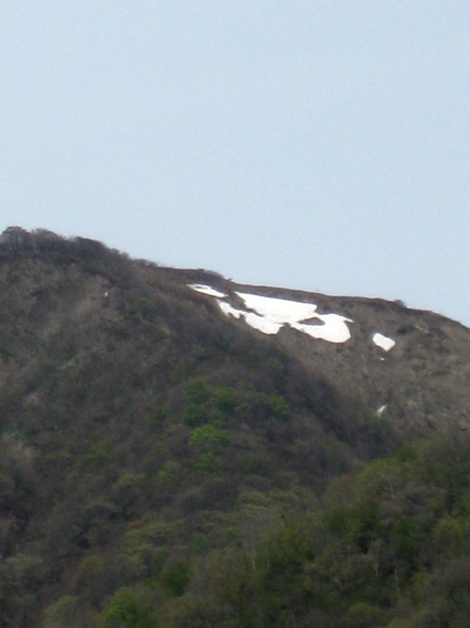 マキノ高原・・八重桜