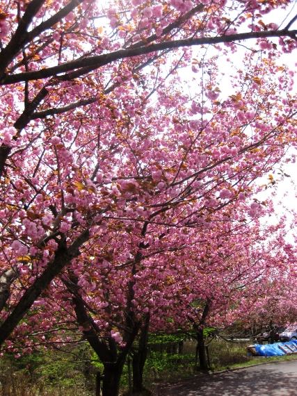 マキノ高原・・八重桜