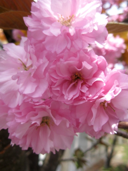 マキノ高原・・八重桜