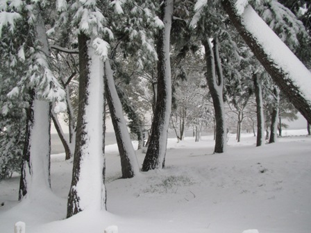 月曜日・・雪・雪