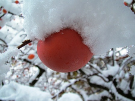 月曜日・・雪・雪