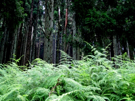 山裾に清涼・・緑
