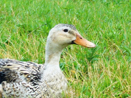 湖岸に水鳥・・そして雨