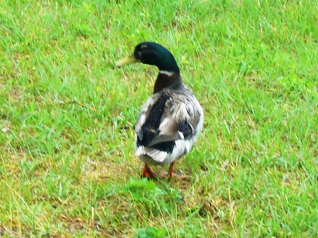 湖岸に水鳥・・そして雨