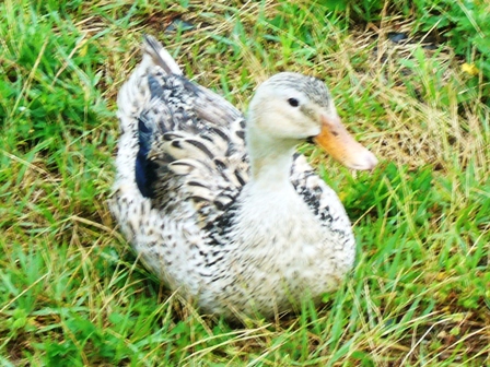 湖岸に水鳥・・そして雨