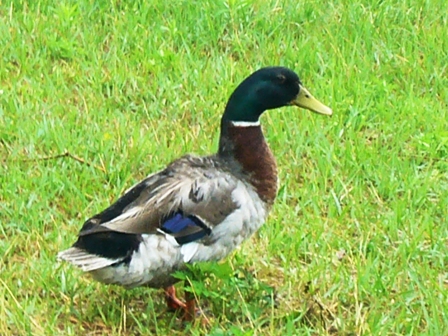 湖岸に水鳥・・そして雨