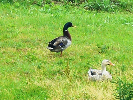 湖岸に水鳥・・そして雨