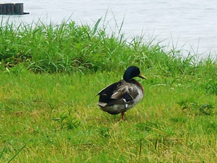 湖岸に水鳥・・そして雨
