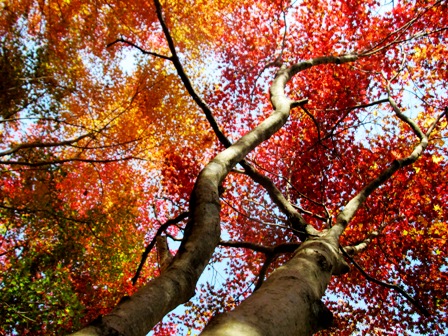 山裾も紅葉・・・月曜日