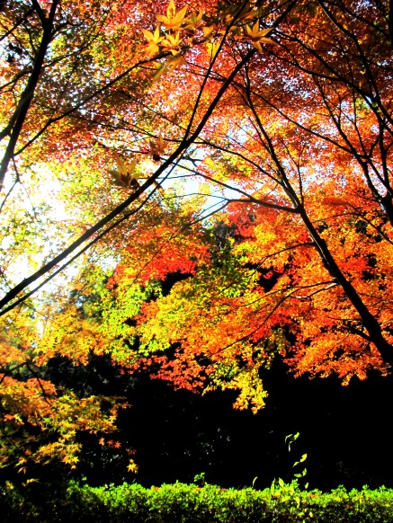 山裾も紅葉・・・月曜日