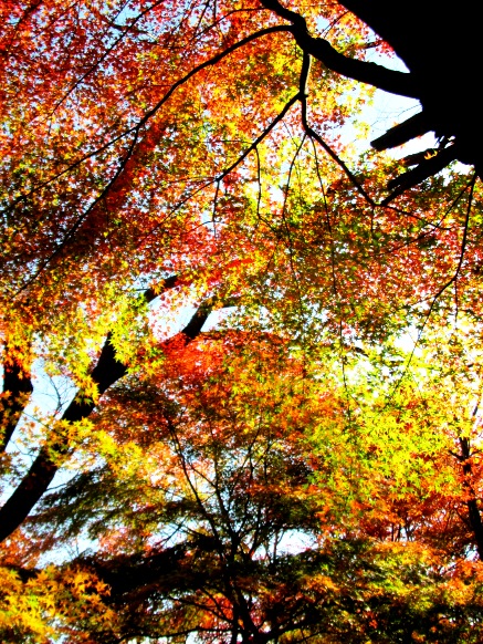 山裾も紅葉・・・月曜日