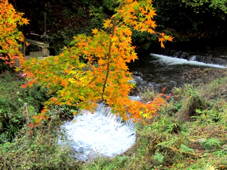 山裾も紅葉・・・月曜日