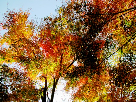 山裾も紅葉・・・月曜日