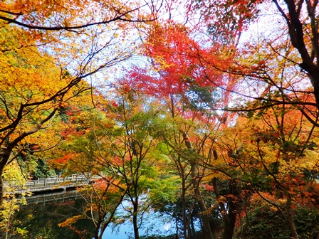 もみじ池・・紅葉