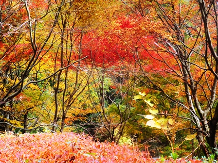 もみじ池・・紅葉