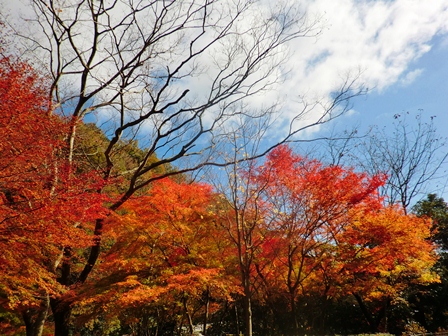 もみじ池・・紅葉