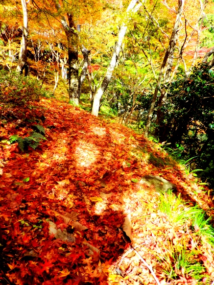 もみじ池・・紅葉