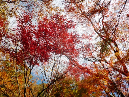 もみじ池・・紅葉