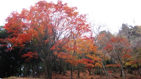 曇り空でも紅葉