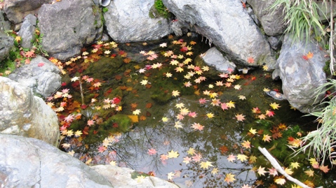 曇り空でも紅葉