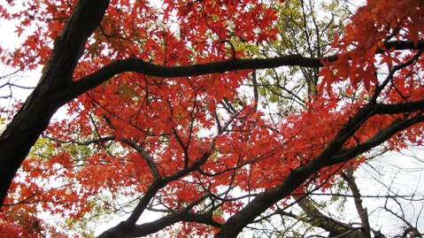 曇り空でも紅葉