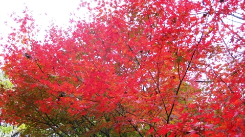 曇り空でも紅葉