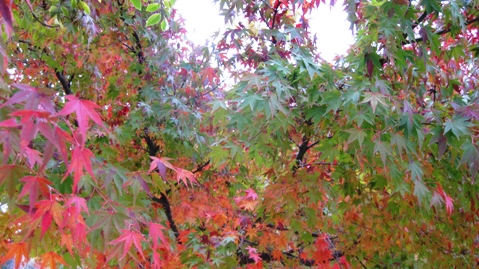 曇り空でも紅葉